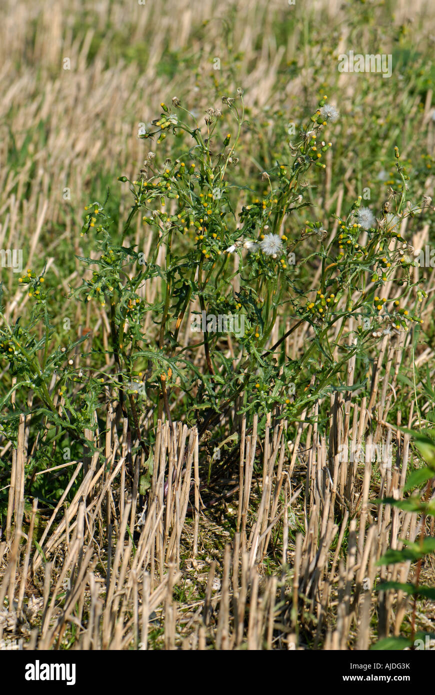 Groundsel Senecio vulgaris flowering and seeding plant in stubble Stock Photo