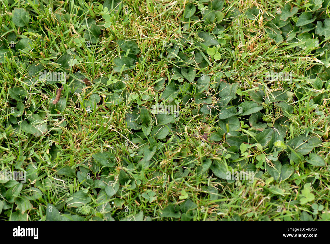 Self heal Prunella vulgaris plants in rough cut garden lawn Stock Photo