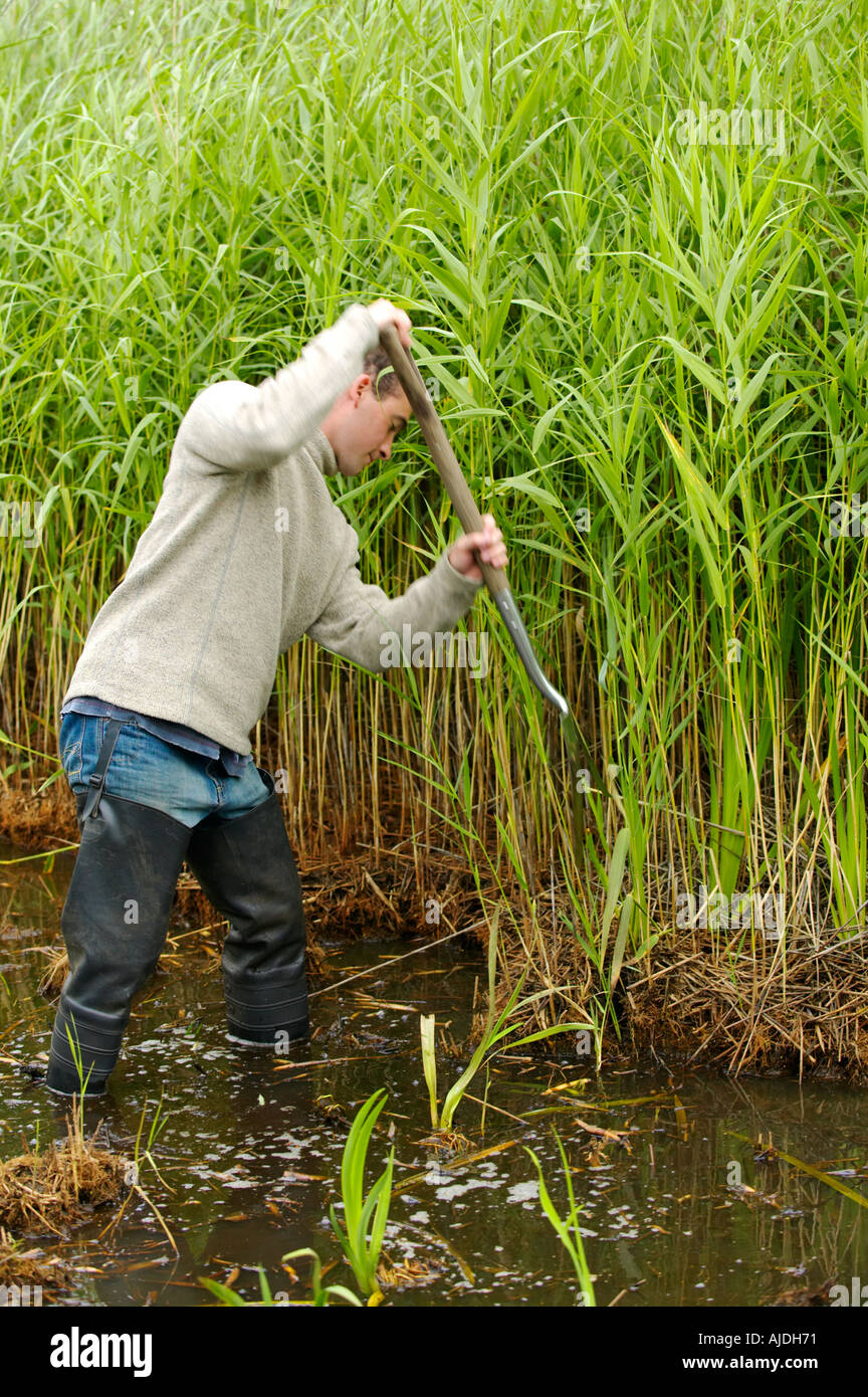 Conservation volunteer clearing a pool to encourage water birds at rspb reserve Leighton Moss Stock Photo