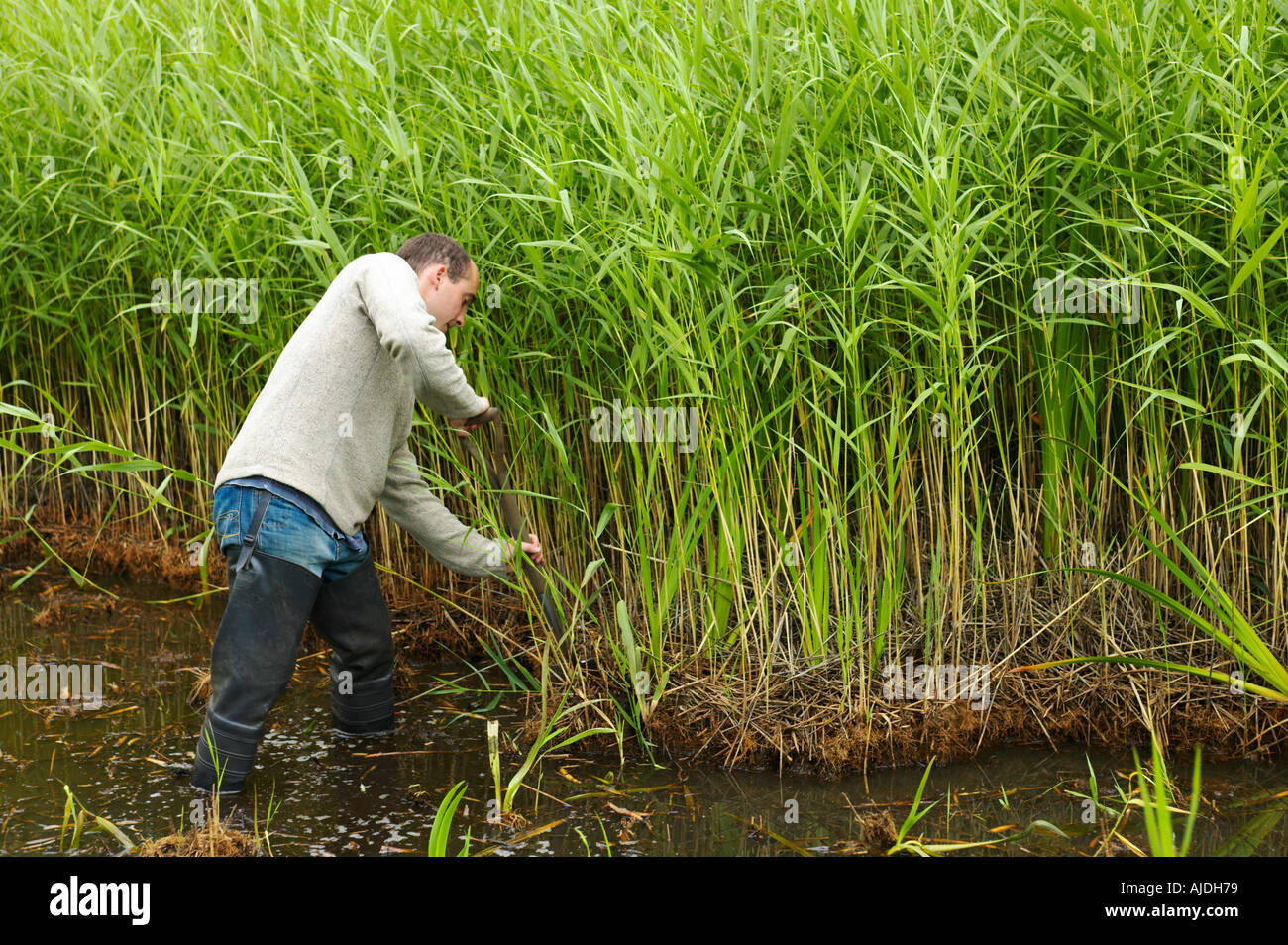 Volunteer Rspb Conservation volunteer clearing a pool to encourage water birds at rspb ...