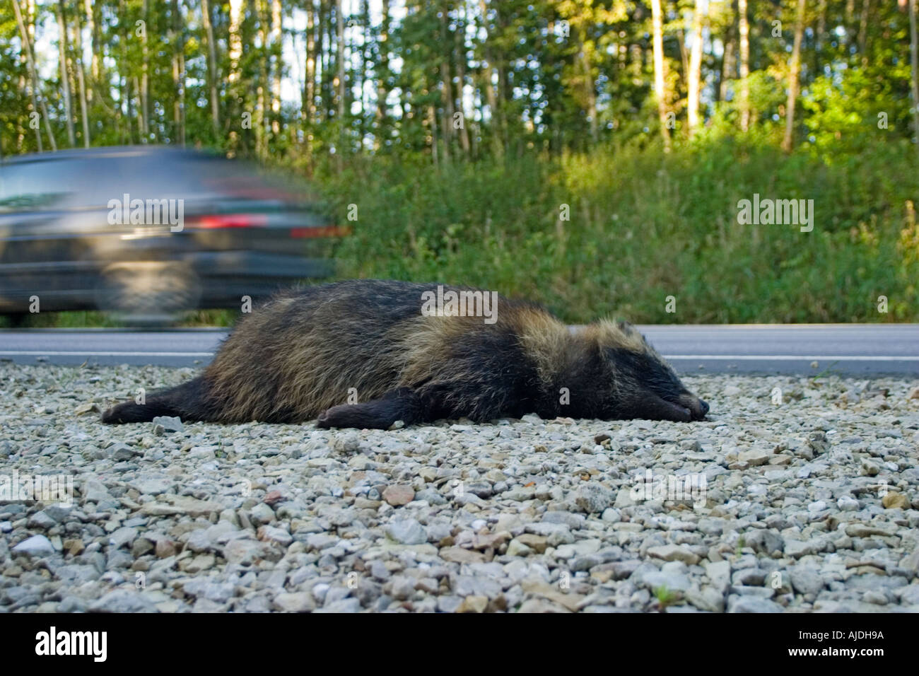 Roadkill Stock Photo