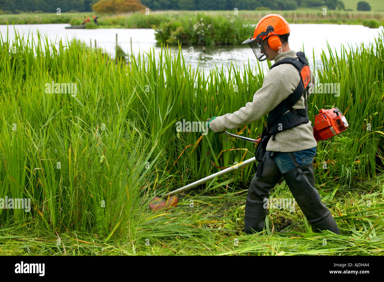 Conservation volunteer brushcutting invasive vegetation from reedbeds at Leighton Moss reserve Stock Photo