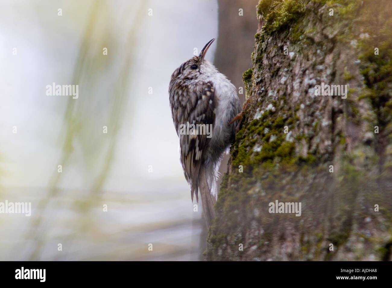 Tree creeper Stock Photo Alamy