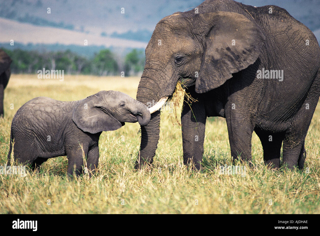 Mom And Baby Elephant Holding Tail Drawing