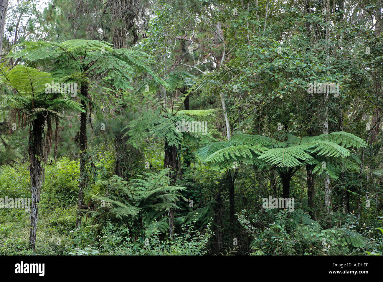 Tree ferns and rain forest habitat Andasibe Perinet Madagascar Stock Photo