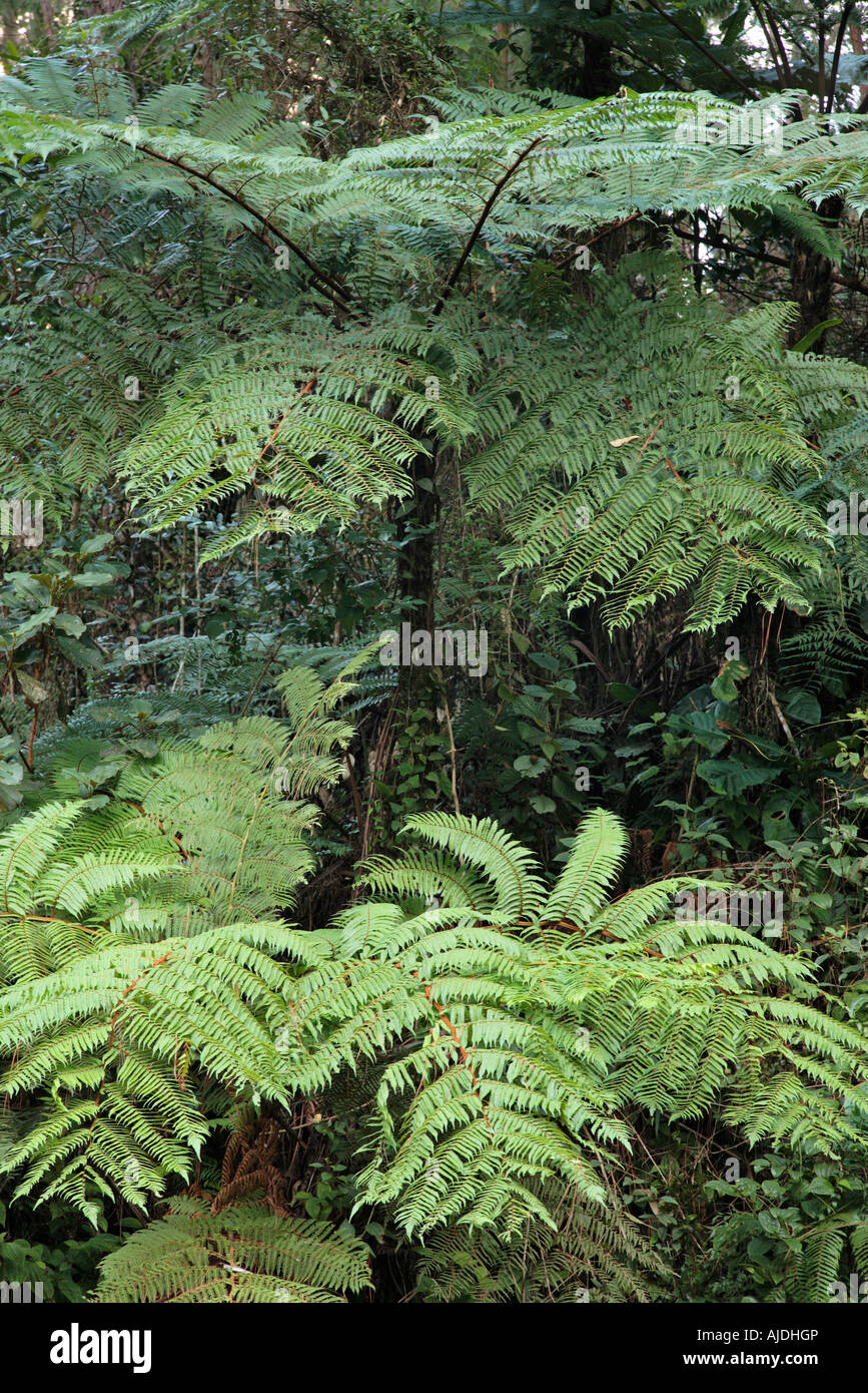 Tree ferns and rain forest habitat Andasibe Perinet Madagascar Stock Photo
