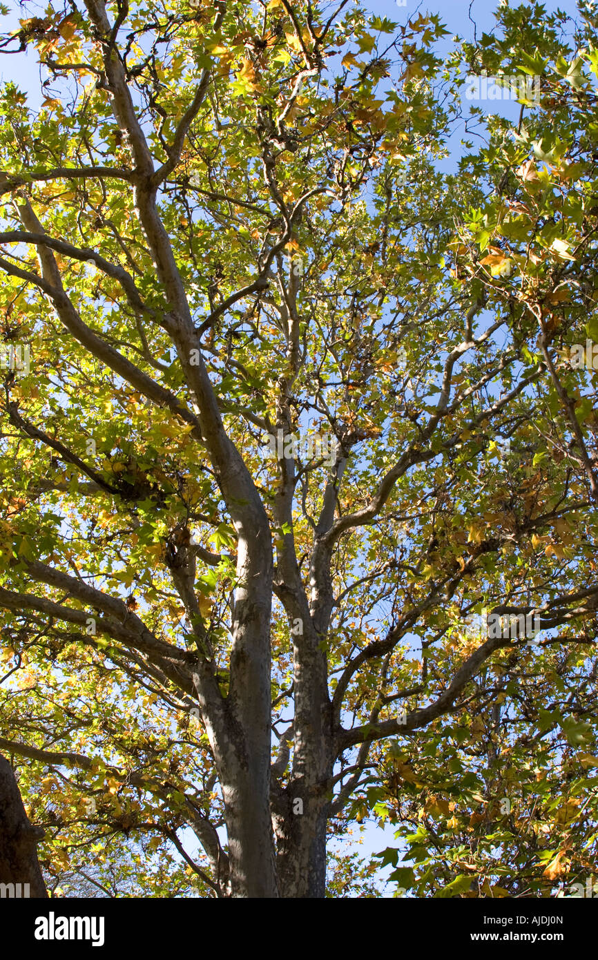 Black oak tree hires stock photography and images Alamy