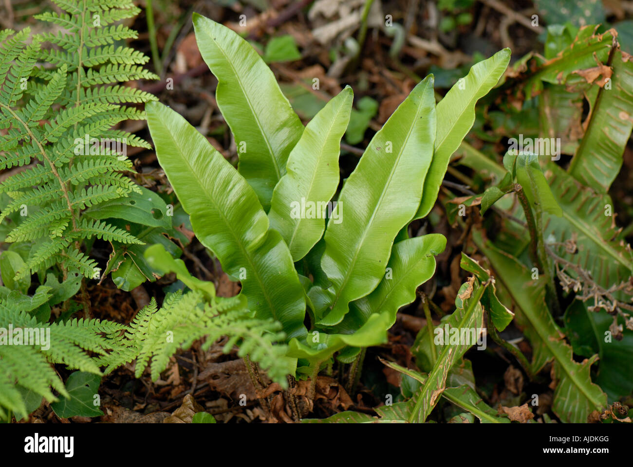 Harts tongue fern Asplenium scolopendrium plant with other ferns on a woodland floor Stock Photo