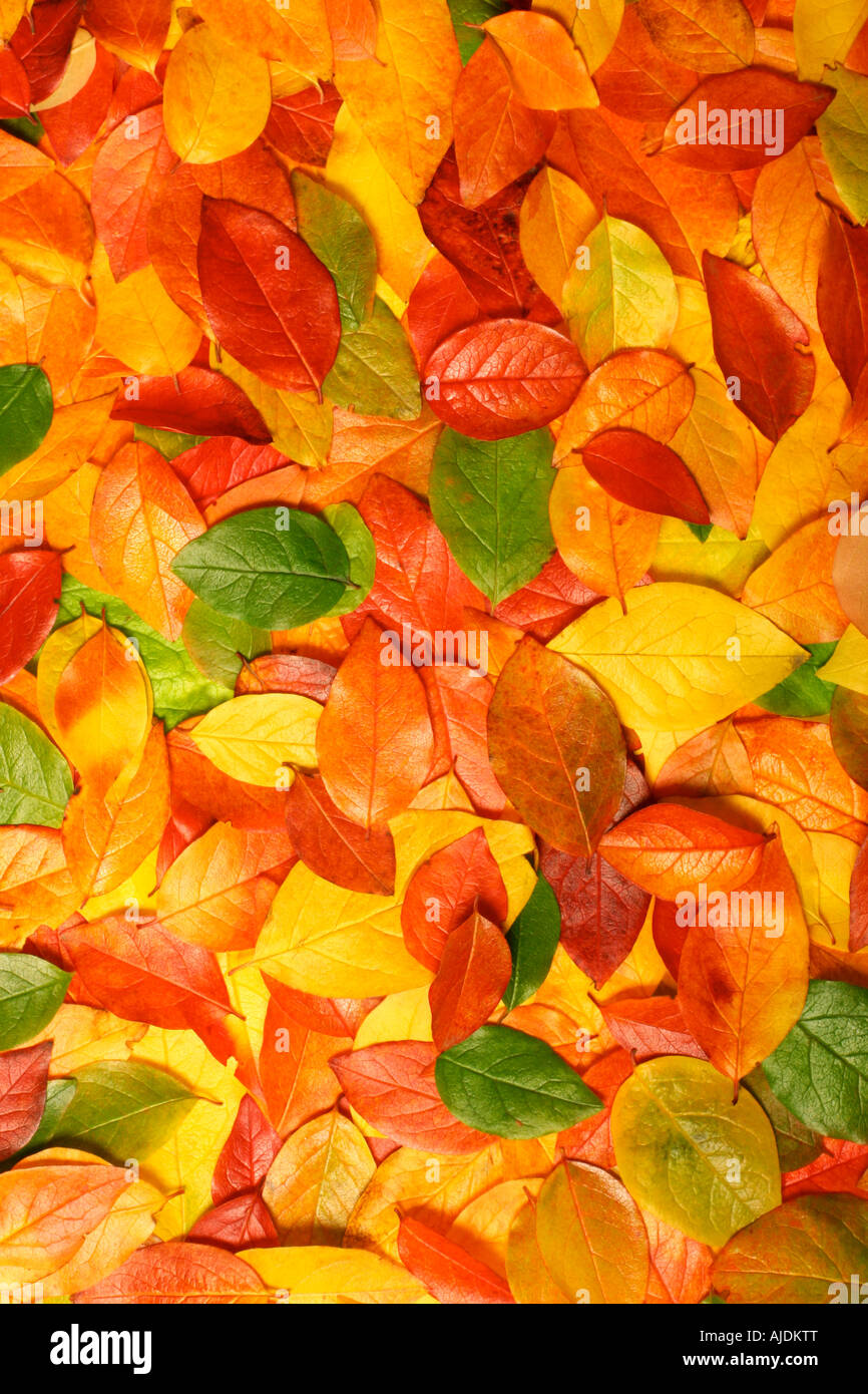 Colorful background of beautiful autumn leaves perfect for seasonal usage Stock Photo