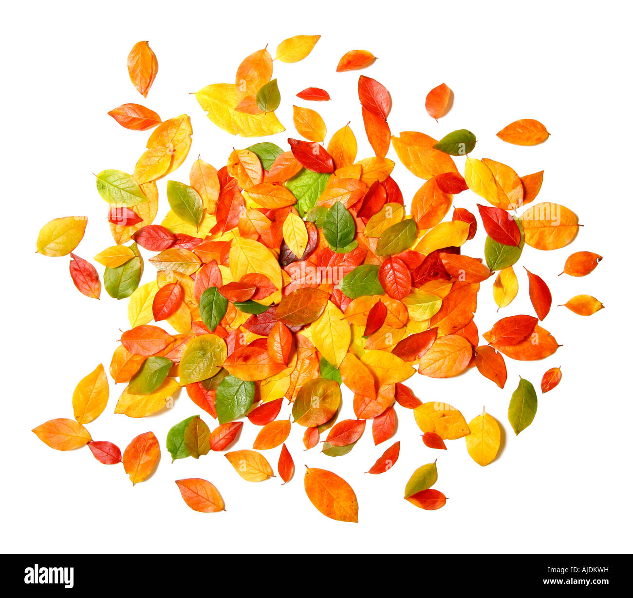 PIle of of beautiful autumn leaves isolated on white background perfect for seasonal usage Stock Photo