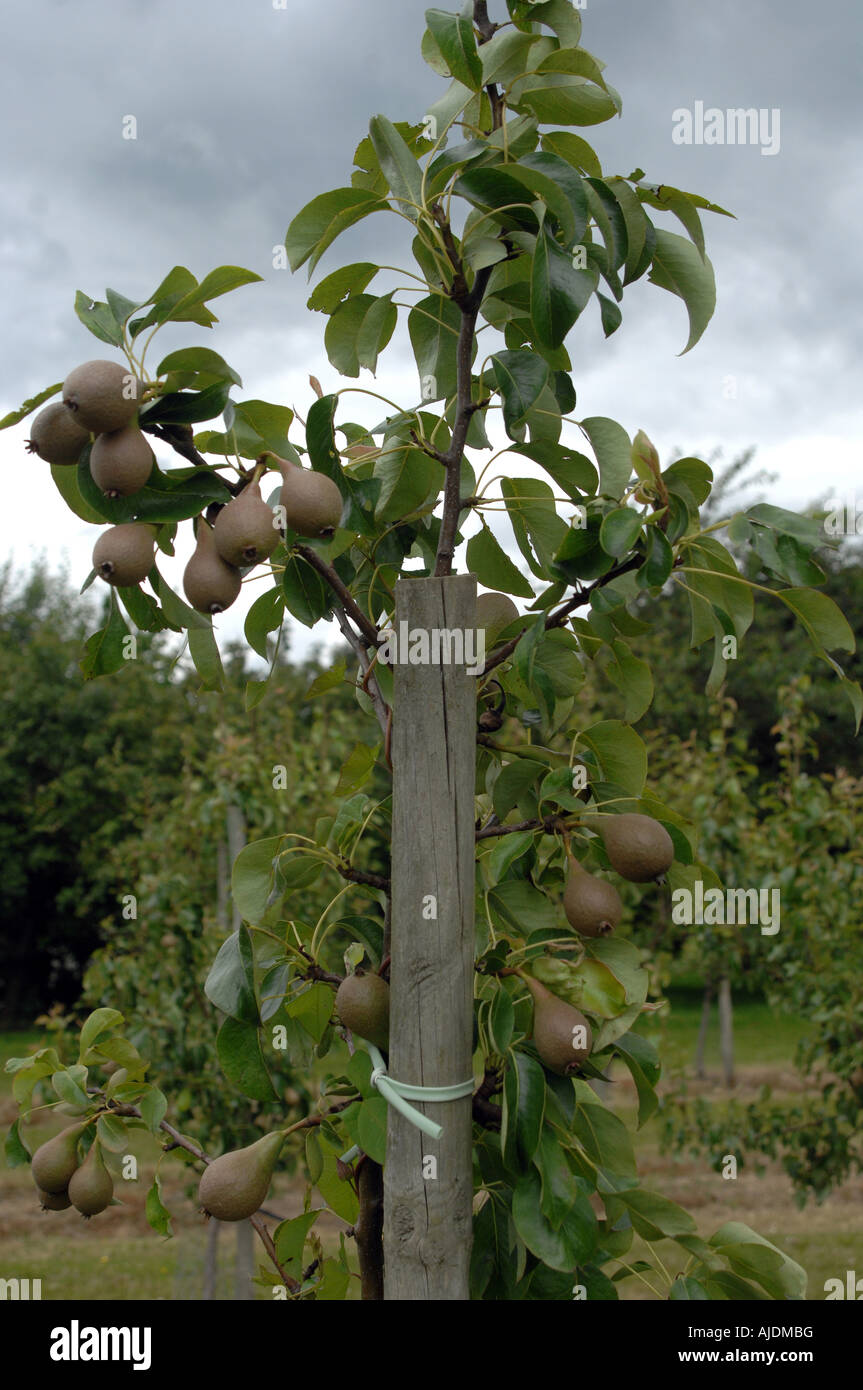 Pick Your Own Stock Photo - Alamy