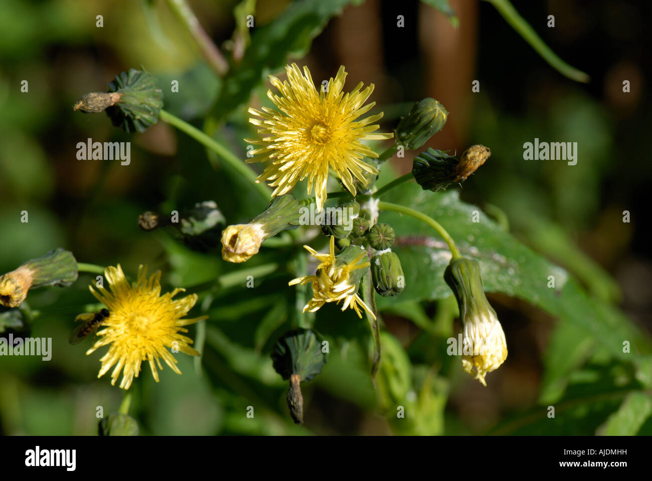 Smooth sow thistle Sonchus oleraceus flowering plant Stock Photo