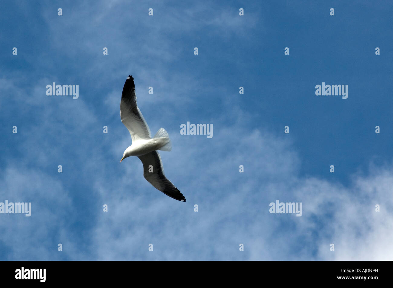 Seagull Soaring In Blue Sky Stock Photo Alamy