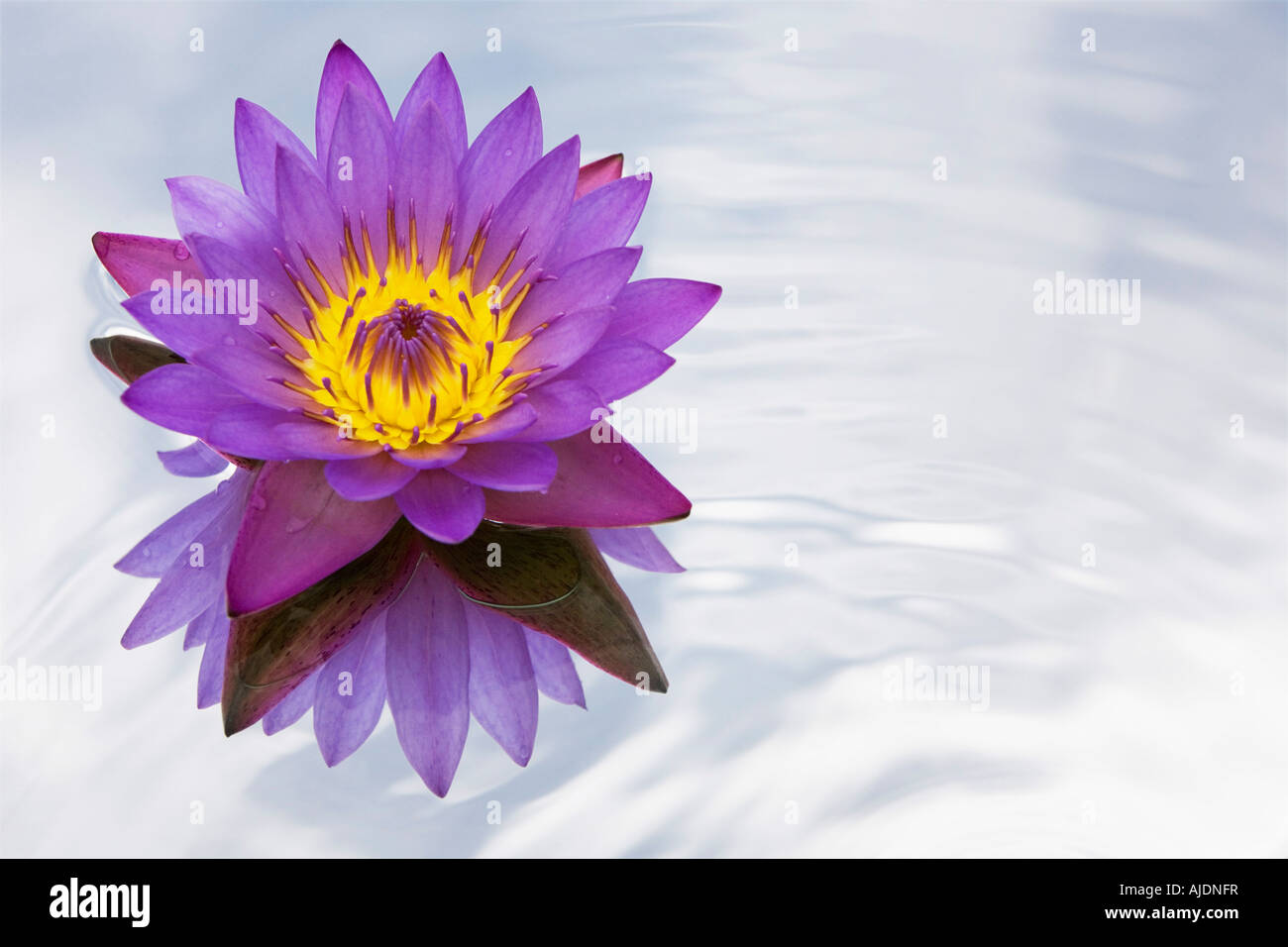 Water lily nymphaea caerulea hi-res stock photography and images - Alamy