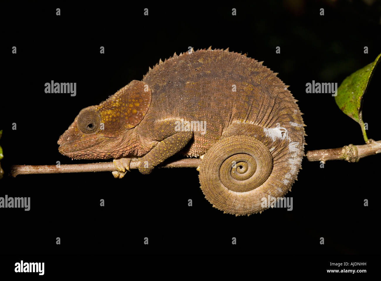 Short horned chameleon Calumma brevicornis female Andasibe Madagascar Stock Photo