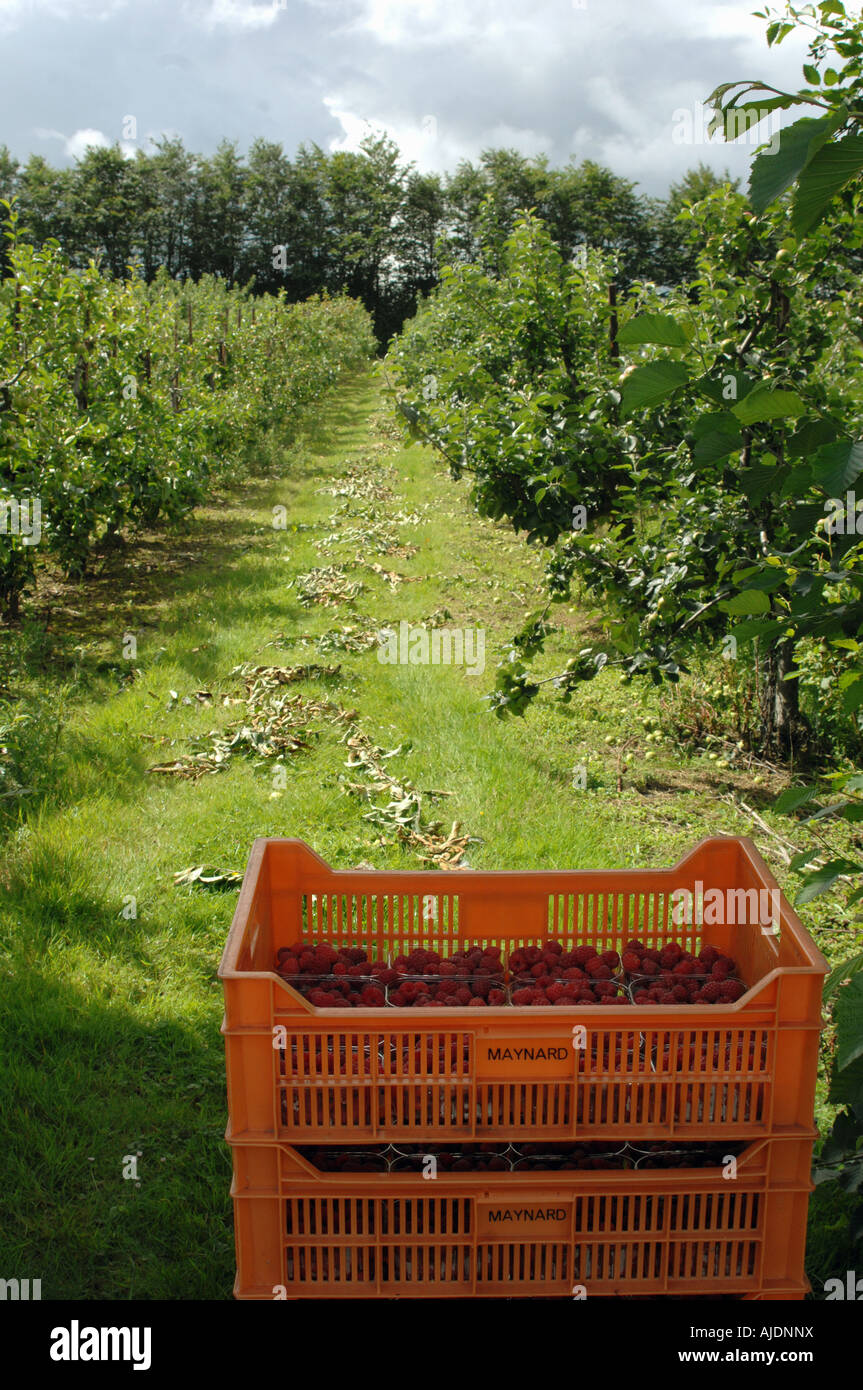 Pick Your Own Stock Photo - Alamy