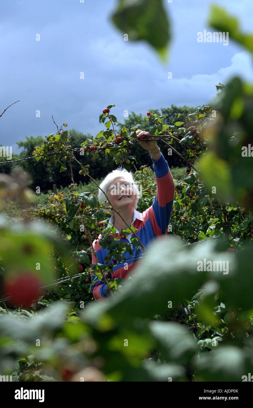 Pick Your Own Stock Photo Alamy