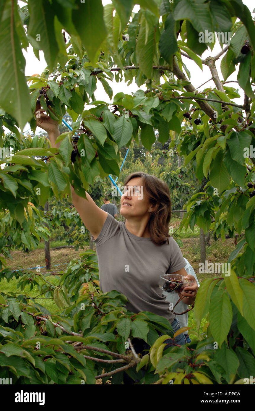 Pick Your Own Stock Photo - Alamy