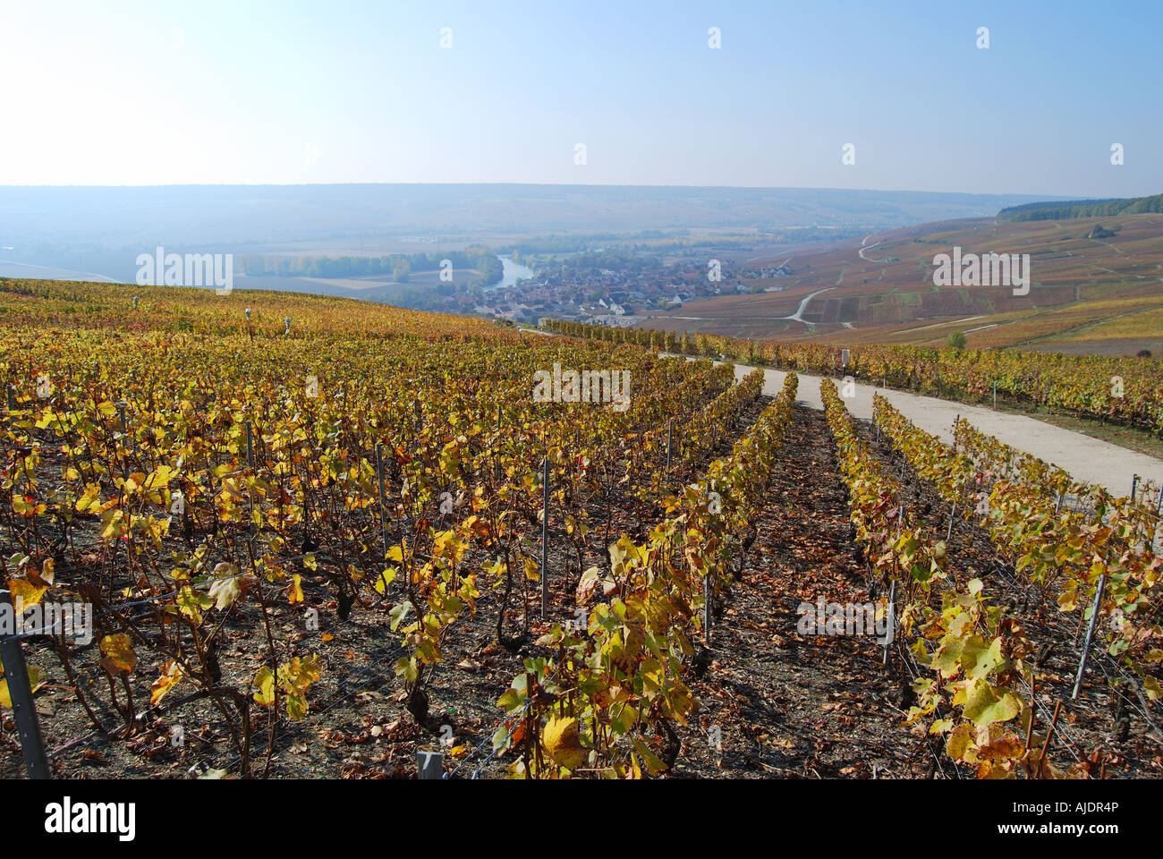 200+ Moet Et Chandon Vineyard Stock Photos, Pictures & Royalty-Free Images  - iStock