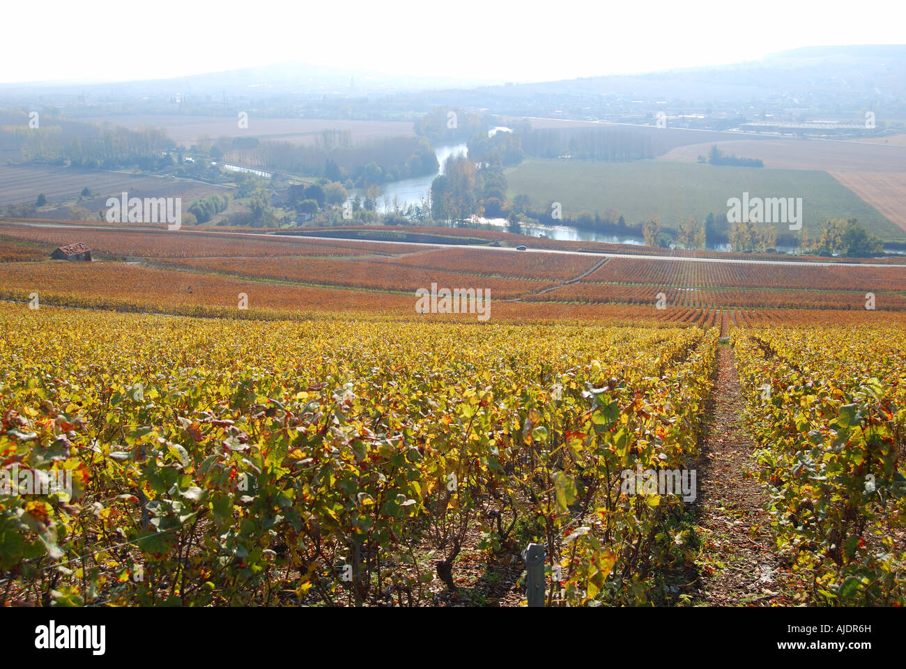 Champagne Moët et Chandon - Avize, France - Winery/Vineyard