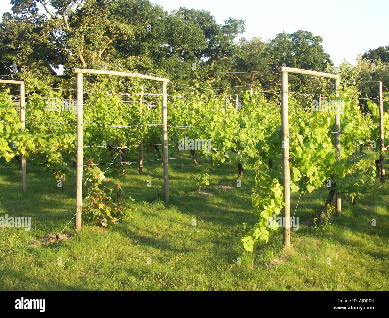 Bacchus grape variety vines Rendlesham estate Suffolk England Stock Photo Alamy