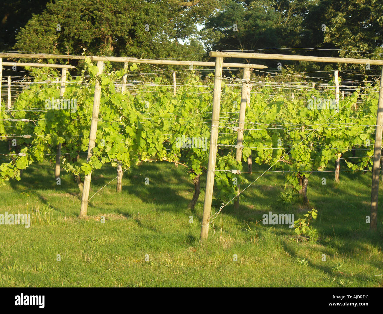 Bacchus grape variety vines Rendlesham estate Suffolk England Stock Photo Alamy