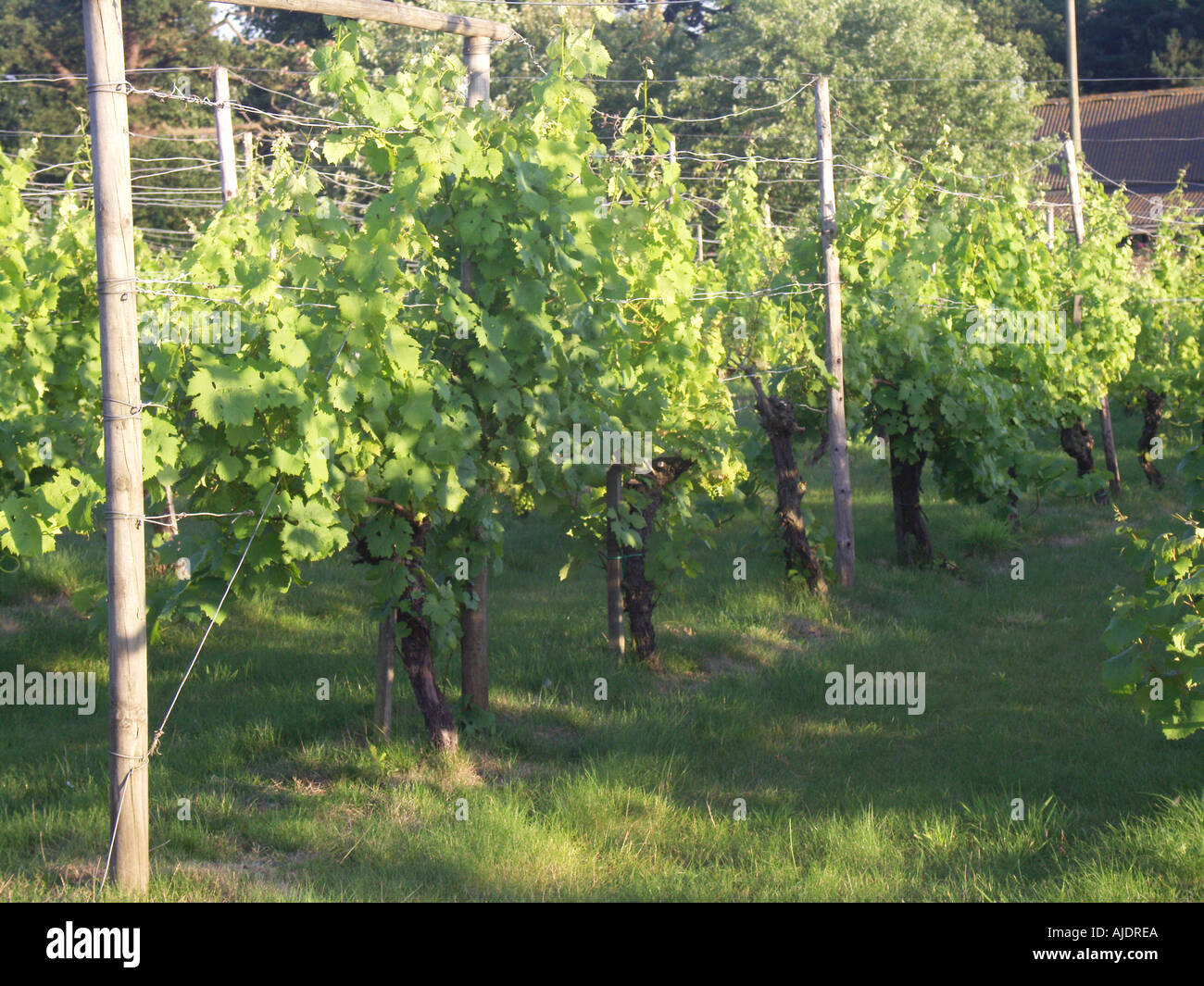 Bacchus grape hires stock photography and images Alamy