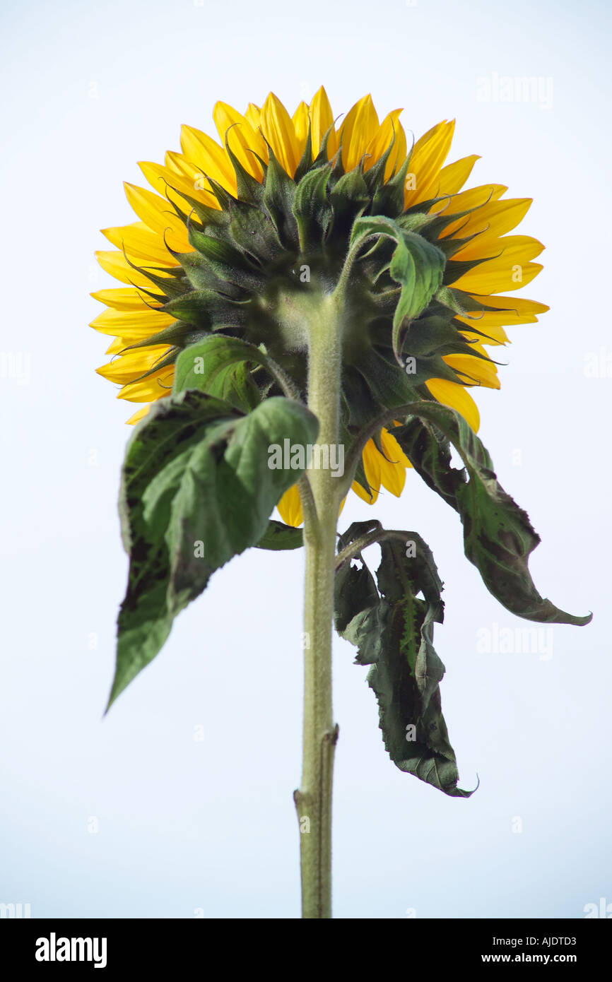 Looking in the wrong direction hi-res stock photography and images - Alamy