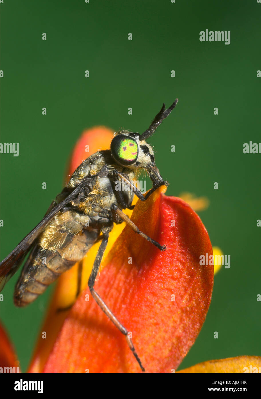 HORSEFLY. Chrysops relictus Stock Photo Alamy