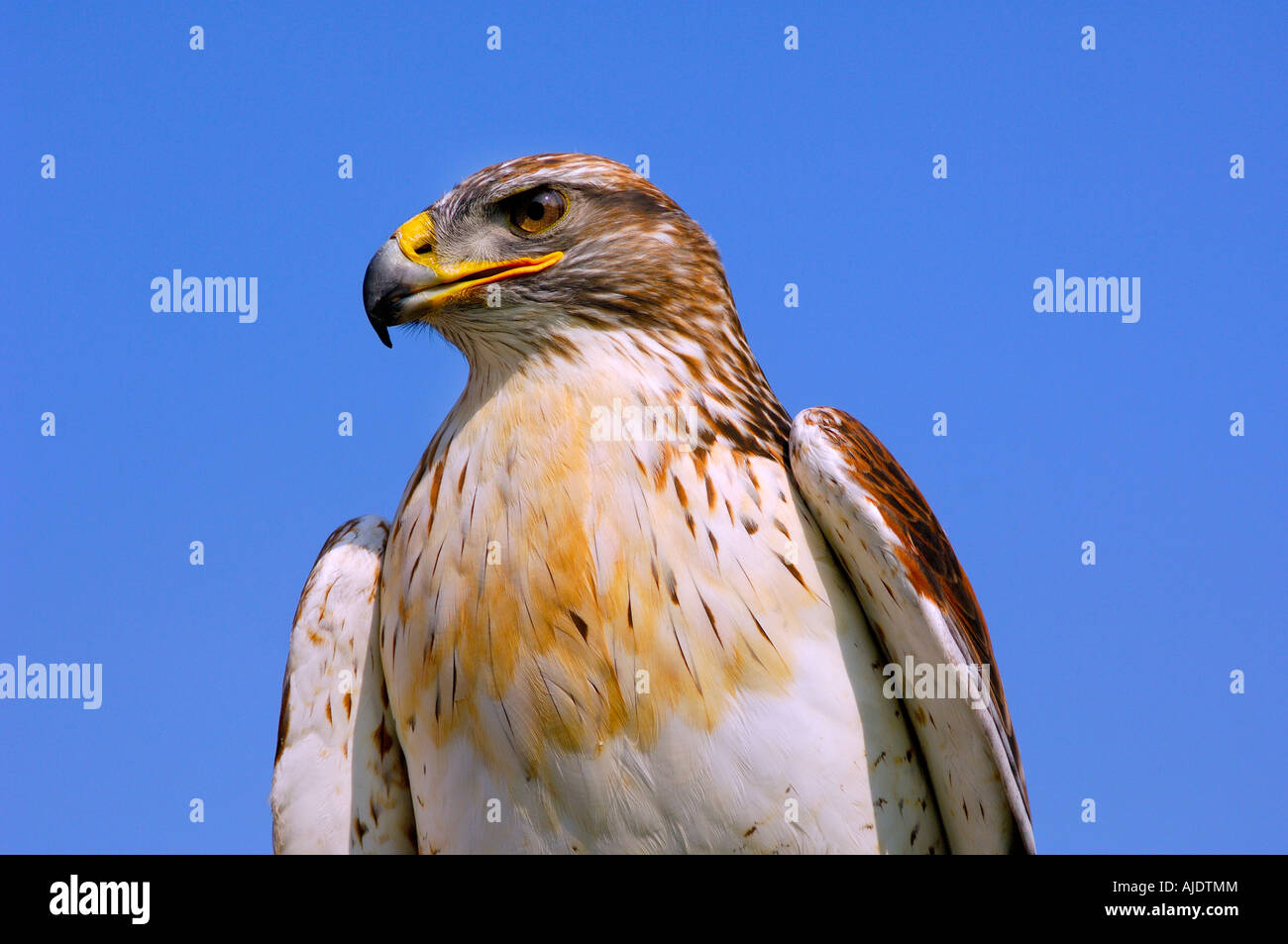 Close up head and shoulders portrait of a Ferruginous Buzzard Buteo regalis against a plain blue sky background staring sideways Stock Photo