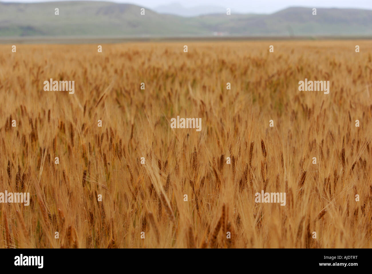 A field of corn stretching towards a mountainrange in the distance