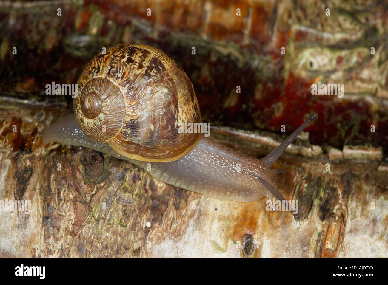 Common Garden Snail Helix aspersa Stock Photo Alamy