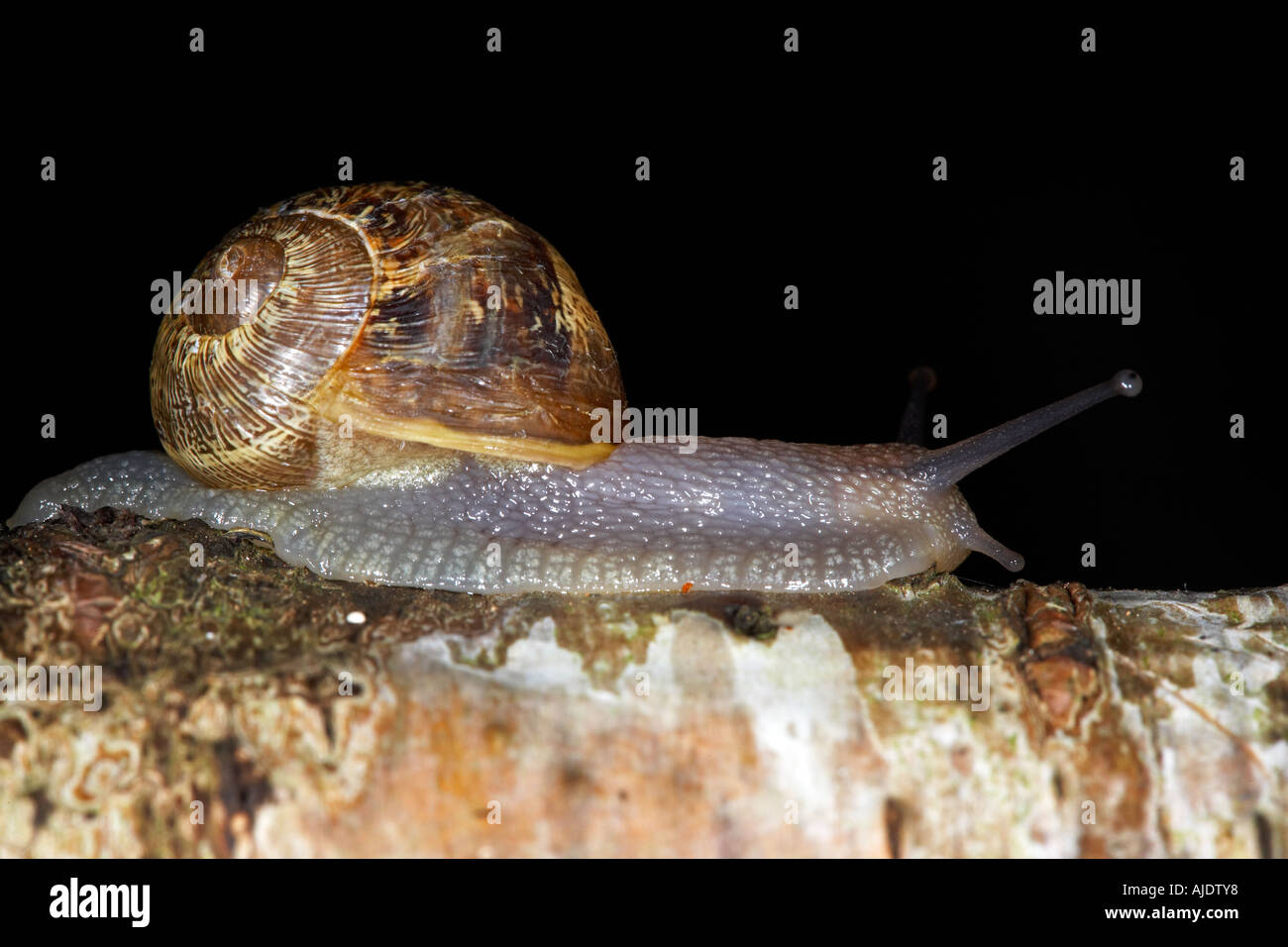 Common Garden Snail Helix Aspersa Stock Photo Alamy