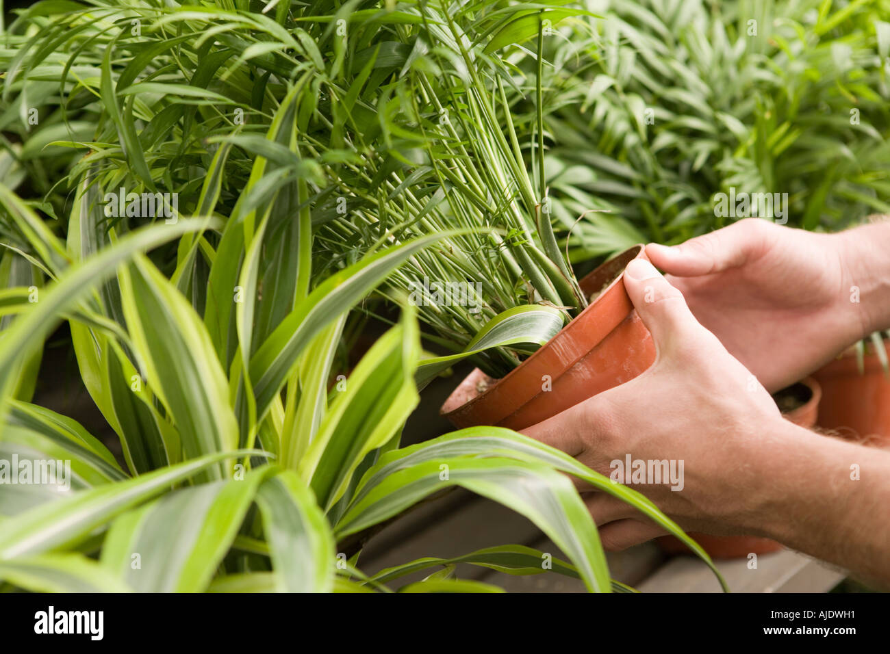 Young man holding potted plant, close-up of hands Stock Photo - Alamy