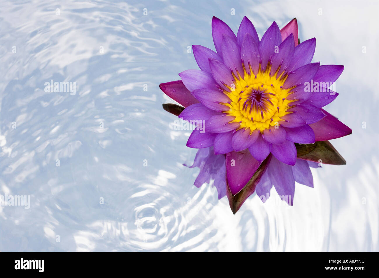 Egyptian water lilies hi-res stock photography and images - Alamy