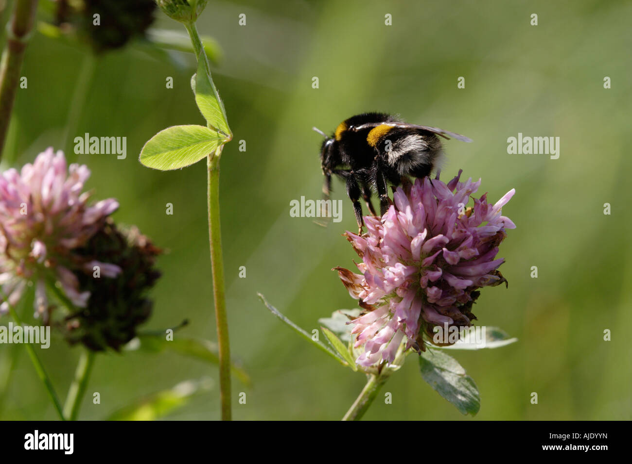 Common Carder Bee (Bombus pascuorum) and clover Stock Photo