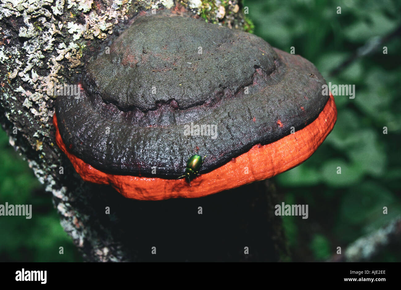 Polyporus mushroom and a beetle on the tree trunk Altai Russia Stock Photo