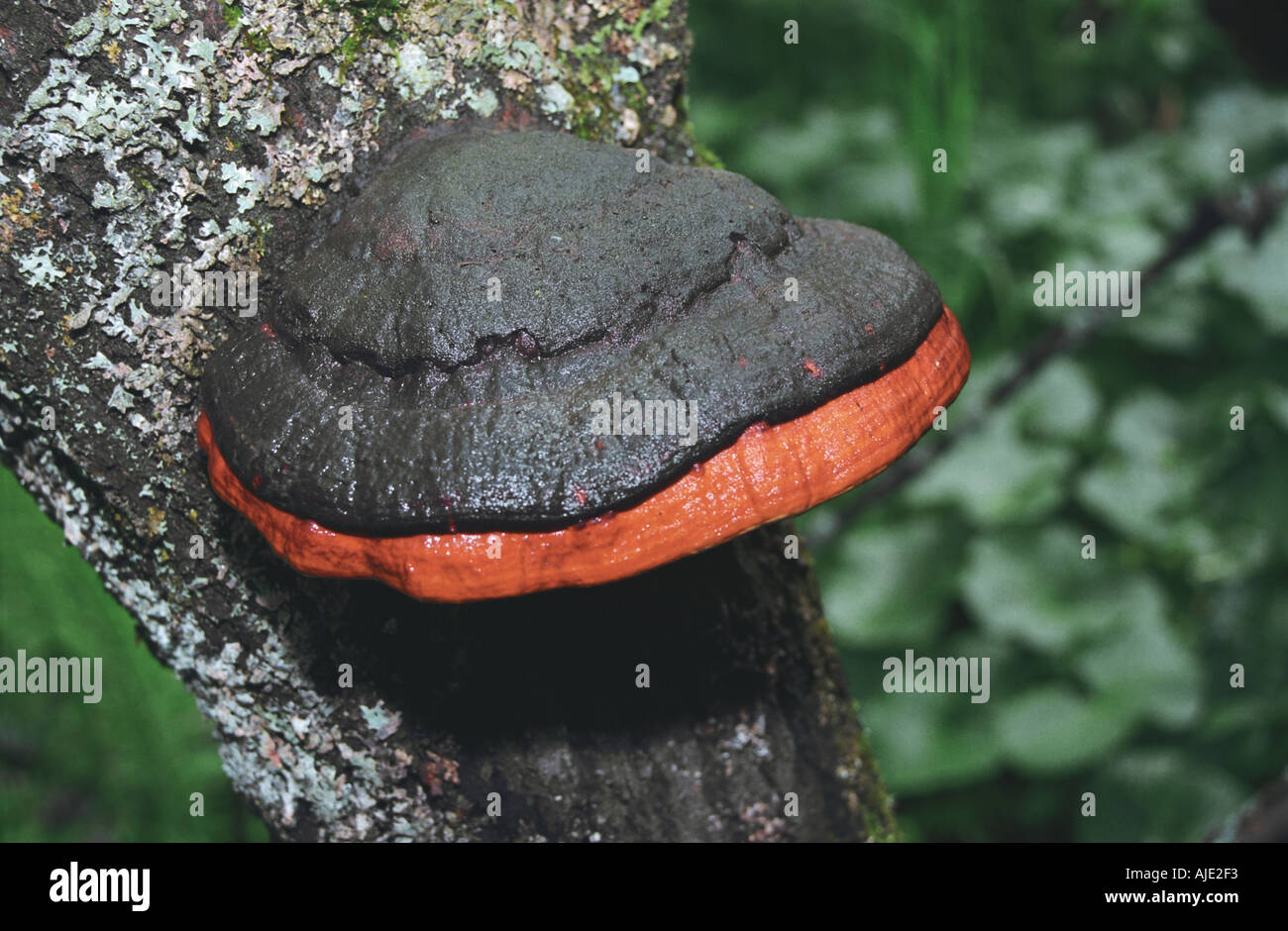 Polyporus mushroom on tree trunk Altai Russia Stock Photo