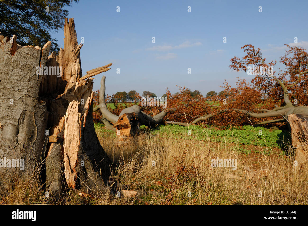 Tree blown down in gale hires stock photography and images Alamy