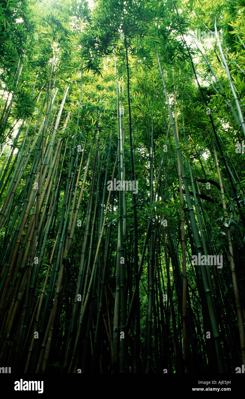Bamboo forest above Oheo Gulch, Haleakala National Park, Maui Stock