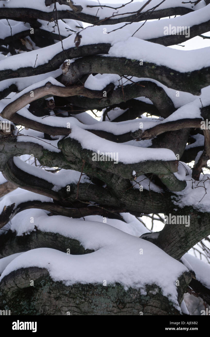 4 branches hi-res stock photography and images - Alamy