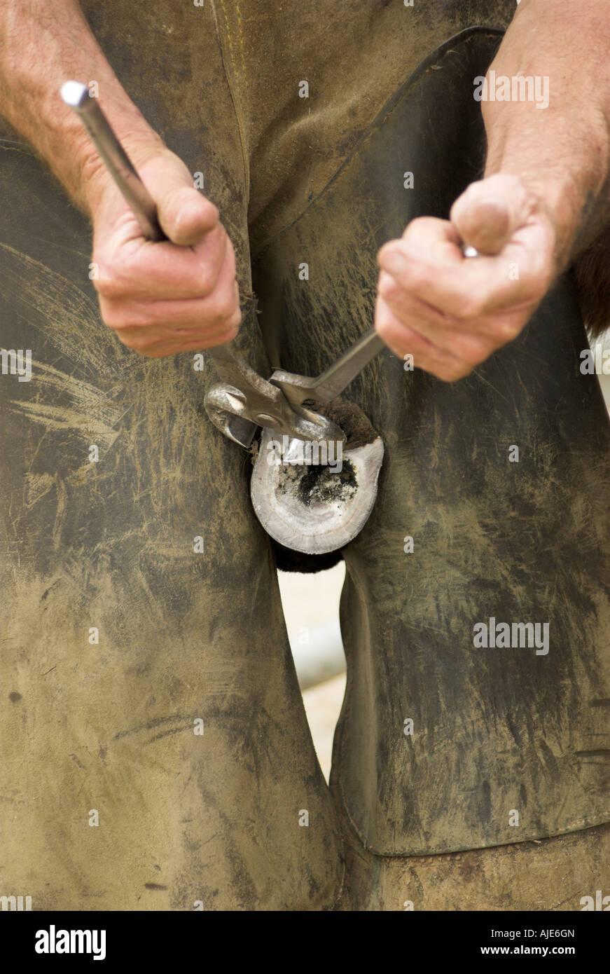 Close up of a Farrier working on a donkeys hoof Stock Photo Alamy
