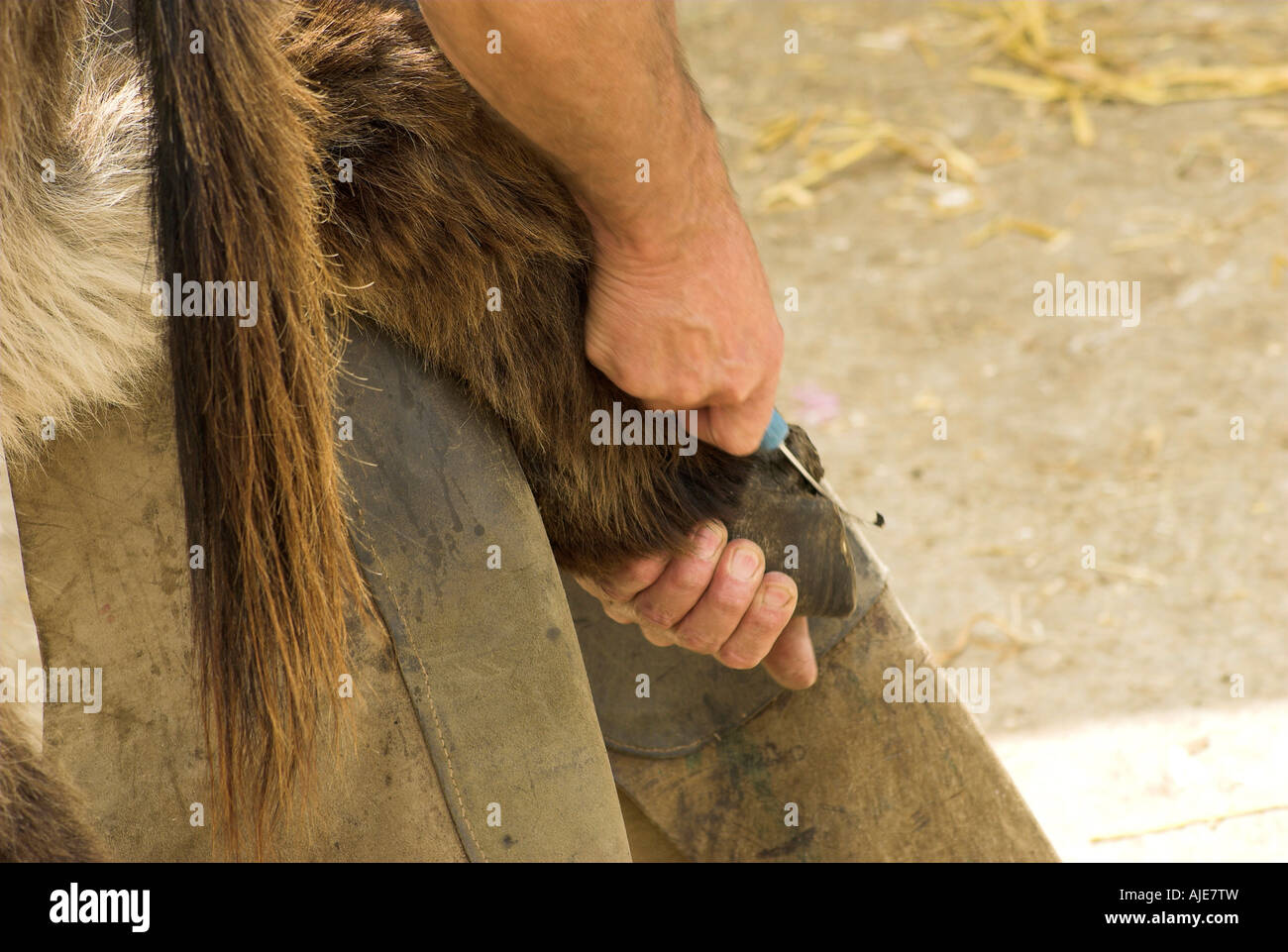 Farrier working hoof donkey hires stock photography and images Alamy