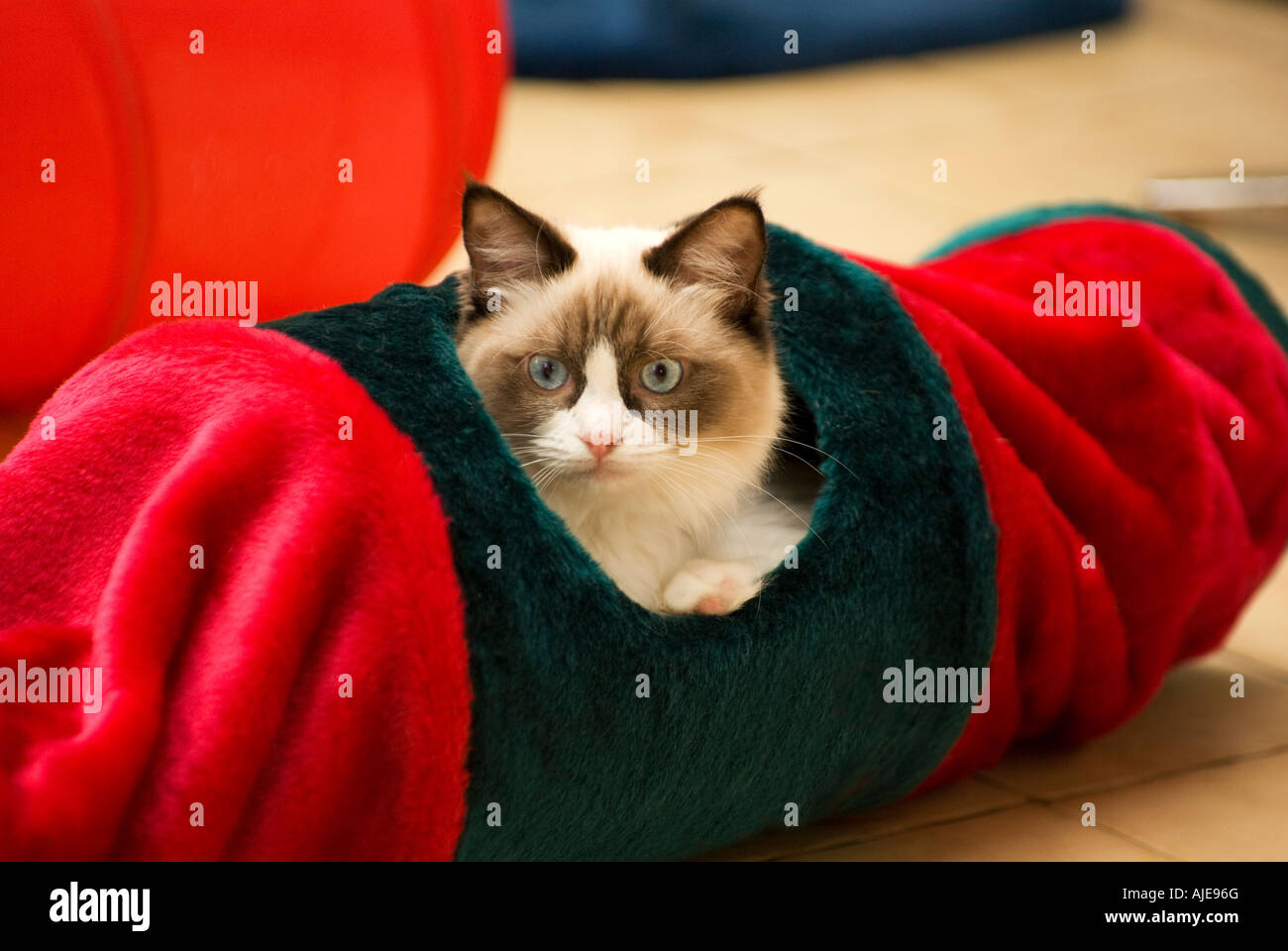 Seal bicolor Ragdoll female kitten age six months in a play tunnel in Wiltshire England UK EU; Stock Photo