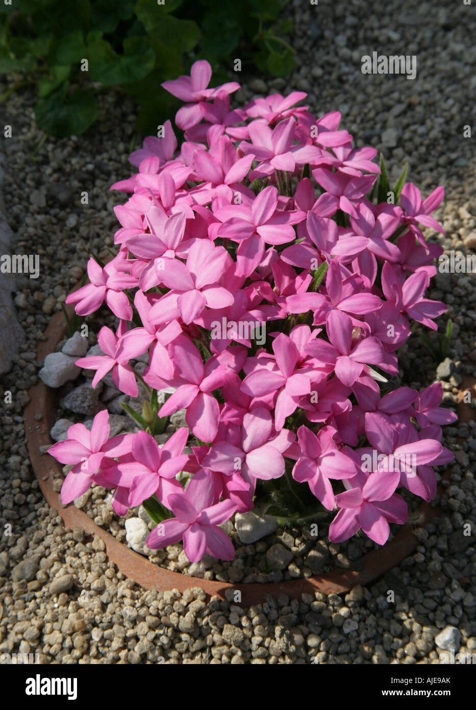 Rhodohypoxis Fred Broome clump forming herbaceous perennial Stock Photo