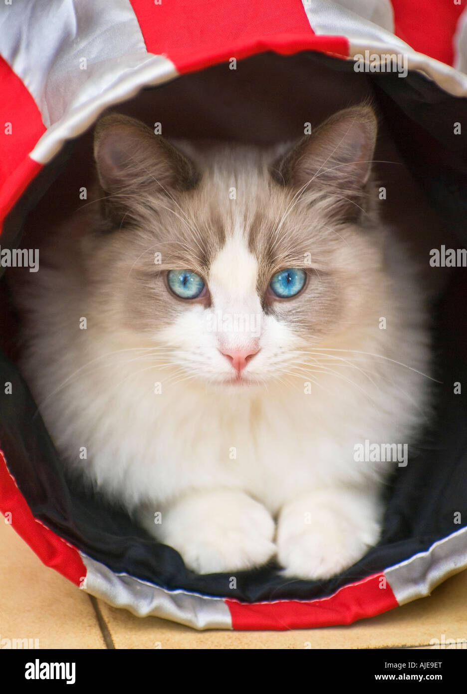 Blue bicolor Ragdoll male kitten age six months in a tunnel in Wiltshire England UK EU Stock