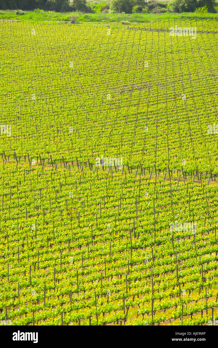 aerial view chile chilean countryside vineyard tourist destination chile chilean countryside wine country panoramic scenic lands Stock Photo