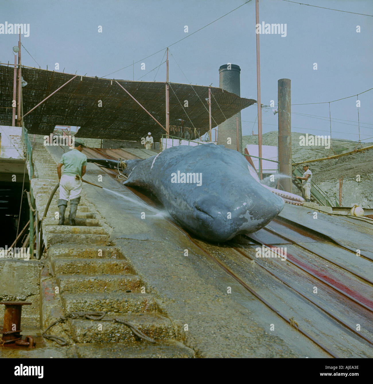 Hauling a sperm whale up the ramp of a whaling factory in Paita north Peru which closed late  1960s Image taken in 1968 Stock Photo