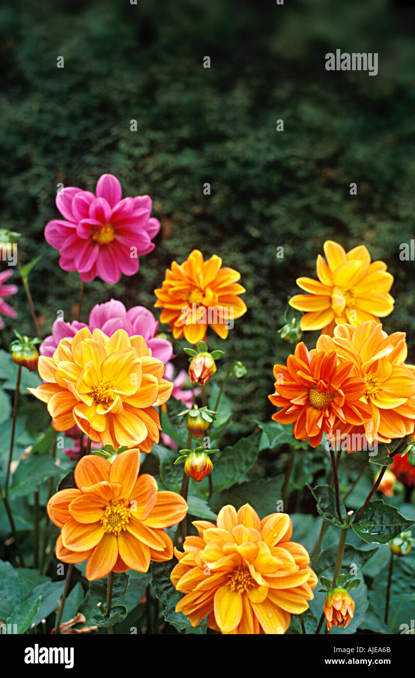 Dahlias arrangement hi-res stock photography and images - Alamy