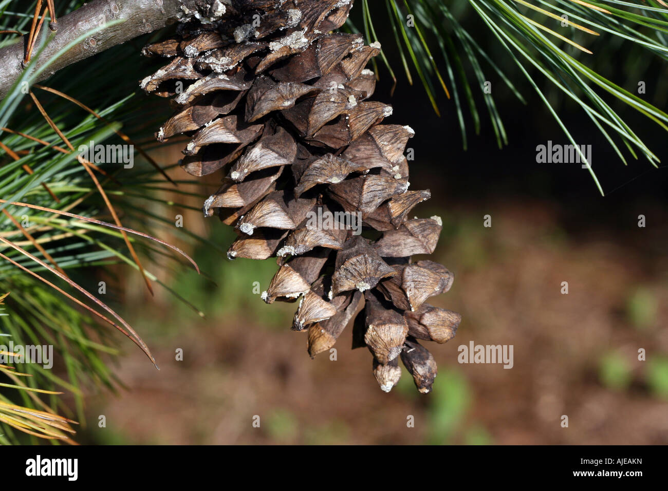 A close up of a pine cone Stock Photo - Alamy